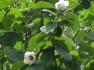 オオヤマレンゲ